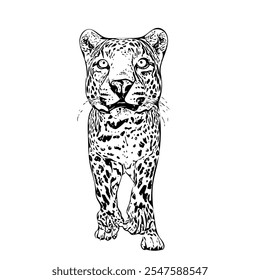 Cheetah jaguar panther wild cat vector ilustration isolated design template 