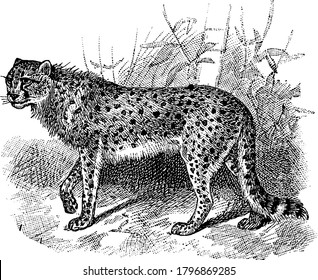 The cheetah is a large cat of the subfamily Felinae, a hunting leopard. It has a short mane crest of hairs passing from the back of the head to the shoulders and is a very fast runner, vintage