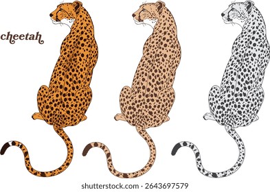Cheetah and Leopard Illustrations – Wild Big Cat Vector Set