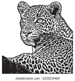 cheetah leopard jaguar black and white with white background vector ilustration