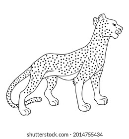 cheetah line vector illustration,isolated on white background,top view