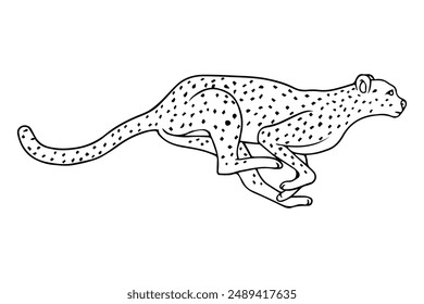 cheetah line vector illustration,isolated on white background,top view