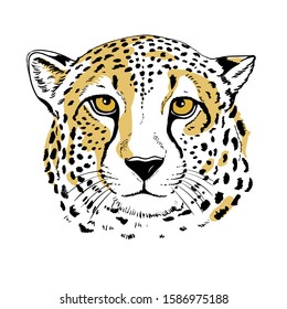 cheetah looking in front. Cheetah isolated on white background. Template. Close-up. Clip art. Hand Painting. Ink. Line art, black and white. Vector.