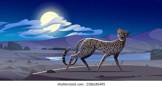 Cheetah at night african desert landscape. Exotic wild animal with spotted fur pattern. Cute gepard walking and looking around for prey under full moon. Watchful wildcat cartoon Vector illustration