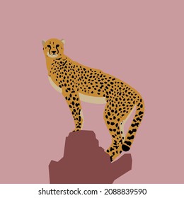cheetah on the rock. pink background. black. yellow. skin.