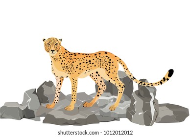 Cheetah on the rocks, isolated on white vector illustration.