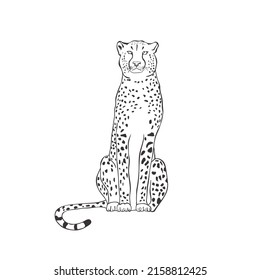 Cheetah on white background. Vector Wild Animal. Safari.