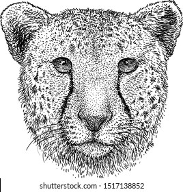 Cheetah Portrait Illustration Drawing Engraving Ink Stock Vector 