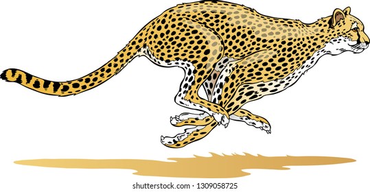 Cheetah Running Illustration