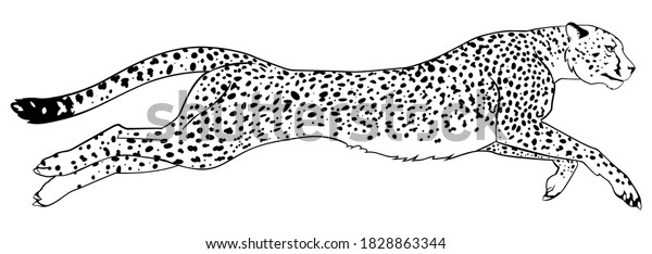 Cheetah Running Incredibly Fast Black White Stock Vector (Royalty Free ...