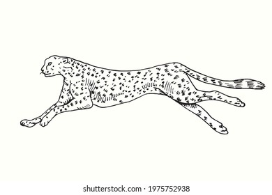Cheetah running side view. Ink black and white doodle drawing in woodcut style.