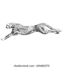 Cheetah running sketch vector graphics black and white monochrome