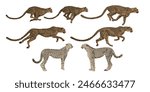 Cheetah running step by step vector. Isolated object on white background.