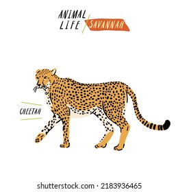 Cheetah Savannah Animal Life Hand drawn Cartoon color illustration