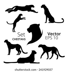 Cheetah Set Vector