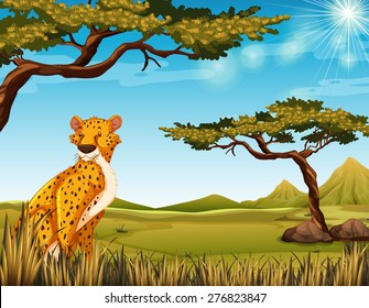 Cheetah sitting in a jungle