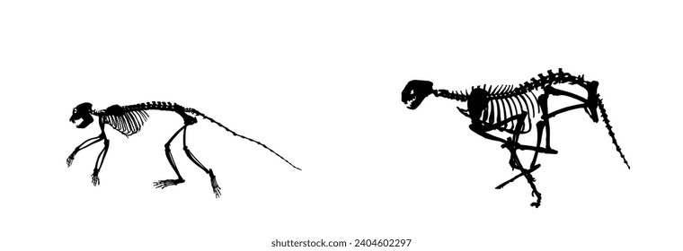 Cheetah skeleton chasing monkey skeleton vector silhouette illustration isolated. Primate fossil symbol. Museum of science and biology. Wild cat hunter hunting prey in run. Africa safari natural scene