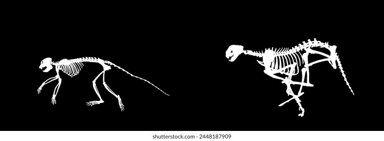 Cheetah skeleton chasing monkey skeleton vector silhouette illustration isolated. Primate fossil symbol. Museum of science and biology. Wild cat hunter hunting prey in run. Africa safari natural scene