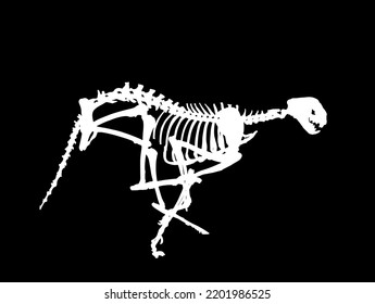 Cheetah skeleton vector silhouette illustration isolated on black background. Predator fossil symbol in museum of science and biology. Acinonyx jubatus. Big cat, fastest animal on planet. Panther run.