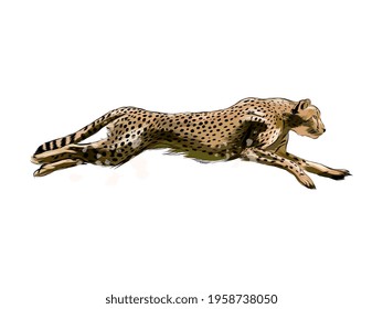 Cheetah from a splash of watercolor, colored drawing, realistic. Vector illustration of paints