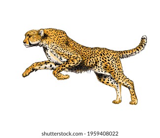 Cheetah from a splash of watercolor, colored drawing, realistic. Vector illustration of paints