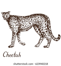 Cheetah standing, hand drawn doodle, sketch in pop art style, vector illustration