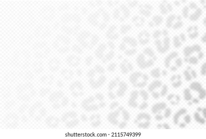 Cheetah texture shadow overlay on transparent background. Leopard skin reflection on wall. Vector realistic illustration. EPS 10.
