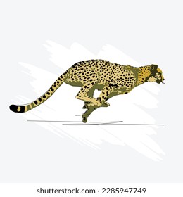 Cheetah Vector Art, Graphics and Stock Illustrations