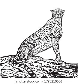 Cheetah vector digital graphic art 