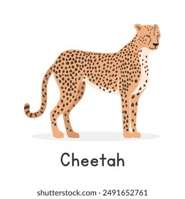 Cheetah vector illustration, cartoon clipart character, animal in flat style. Wild animals, wild creatures, wildlife concept. Cheetah vector design isolated on white background