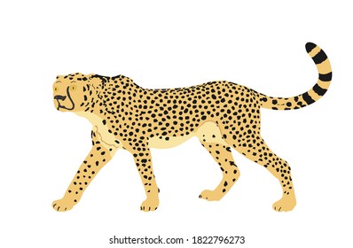 Cheetah vector illustration isolated on white background. Big cat, fastest animal on planet. African safari animal. Elegant gepard.