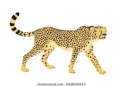 Cheetah vector illustration isolated on white background. Big cat, fastest animal on planet. African safari animal. Elegant gepard.