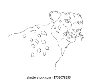 cheetah vector illustration, line drawing, vector, white background