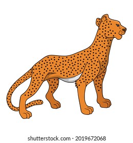 cheetah vector illustration,isolated on white background,top view