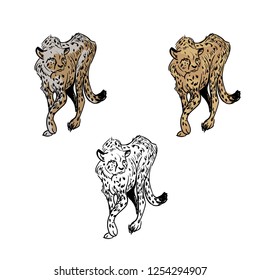Cheetah vector set. Vector hand drawn illustrations isolated on background. Hunting cheetah in different colors