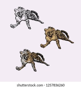 Cheetah vector set. Vector hand drawn illustrations isolated on background. Cartoon cheetahs