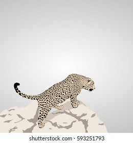 Cheetah are watching off a cliff