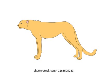 cheetah, which stands, vector, white background, vector