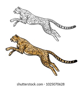 Cheetah wild African animal vector sketch icon. Savanna jaguar panther or cougar symbol for wildlife fauna and zoology or hunting sport team trophy symbol and nature zoo adventure club design