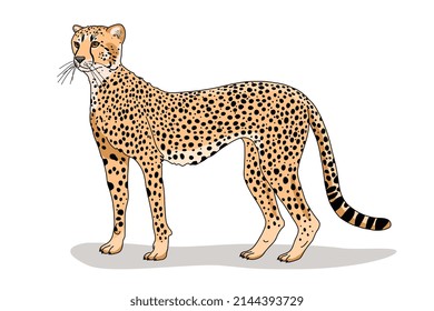 Cheetah ist ein wildes Tier, das auf seinen Pfoten steht und in der Natur lebt, mit einem schwarzen gefleckten Ausdruck von Hautstruktur. Vektorgrafik