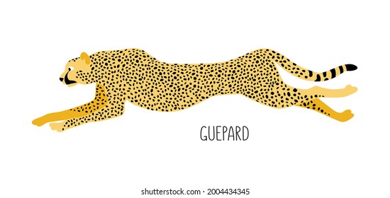 Cheetah is a wild cat. Title. Vector flat illustration of animal isolated on white background.
