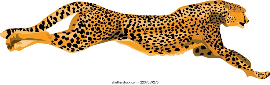 Cheetah wildcat fast speed spotted illustration isolated over white background.