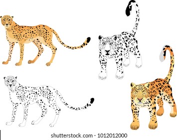 Cheetahs and leoprds colored and monochrome variants isolated on white vector illustration