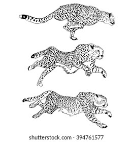 Cheetahs. Set of three black and white vector images