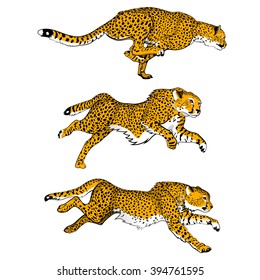 Cheetahs. Set of three colored vector images