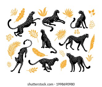 Cheetahs silhouettes collection. Vector illustration of stylized black cheetahs in various actions: lies, sitting, standing, walking, and running. Surrounded by tropical leaves. Isolated on white