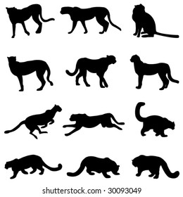 Cheetahs and snow leopards