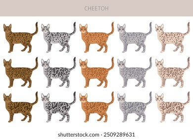 Cheetoh Cat Clipart. Todas as cores do casaco definido.  Todas as raças de gato características infográfico. Ilustração vetorial