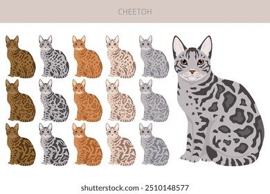 Cheetoh Cat Clipart. Alle Fellfarben eingestellt.  Alle Katze Rassen Merkmale Infografik. Vektorgrafik