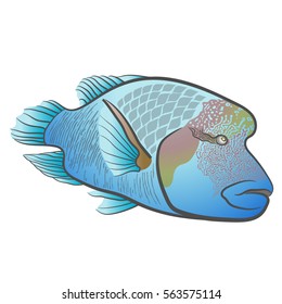 Cheilinus undulatus. Napoleon fish. Humphead wrasse.